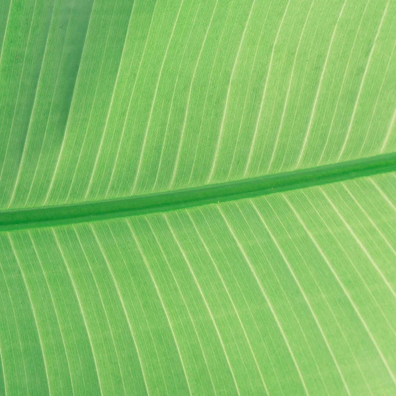 Cellulose
