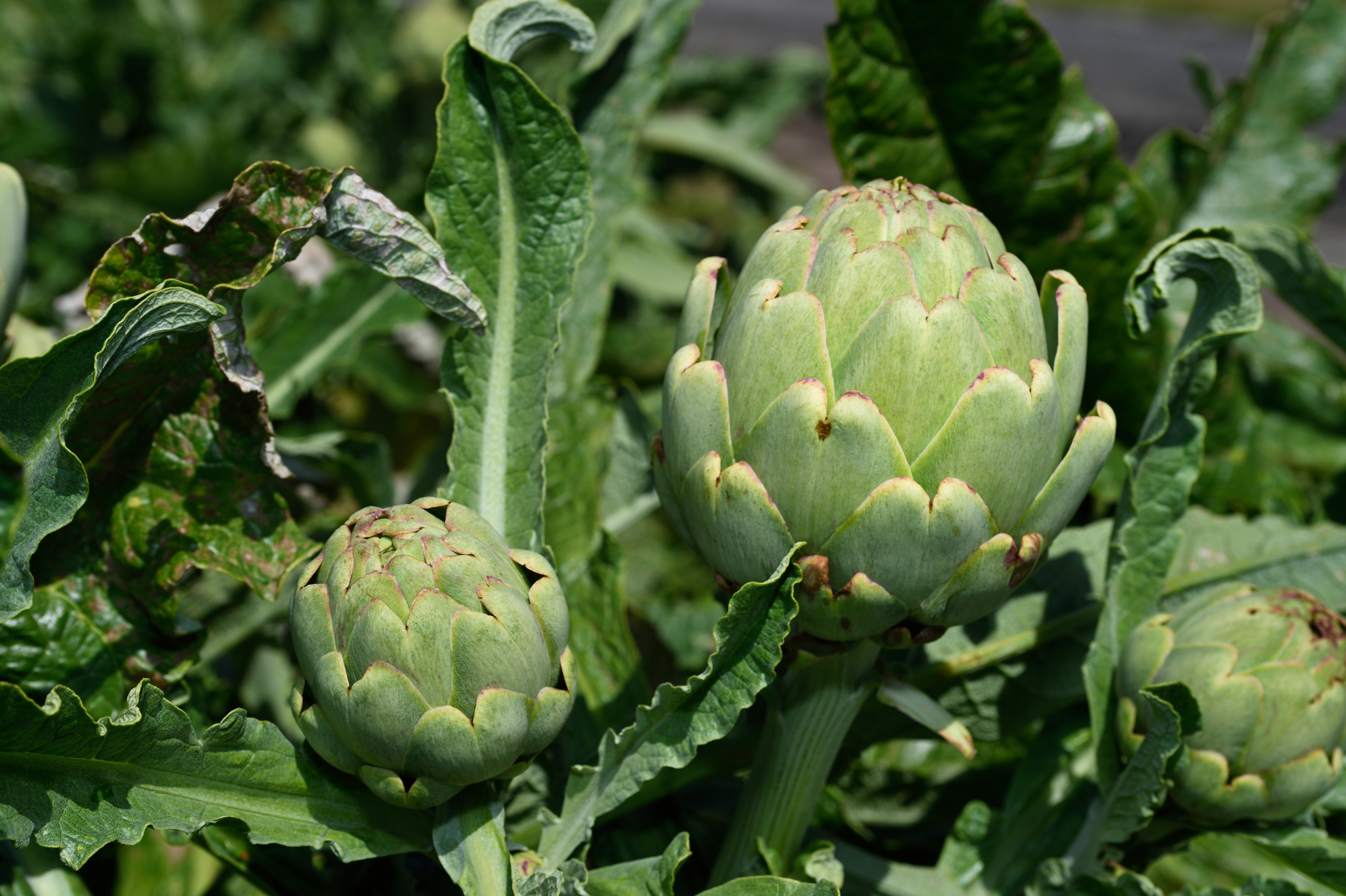 Artichoke Leaf Extract