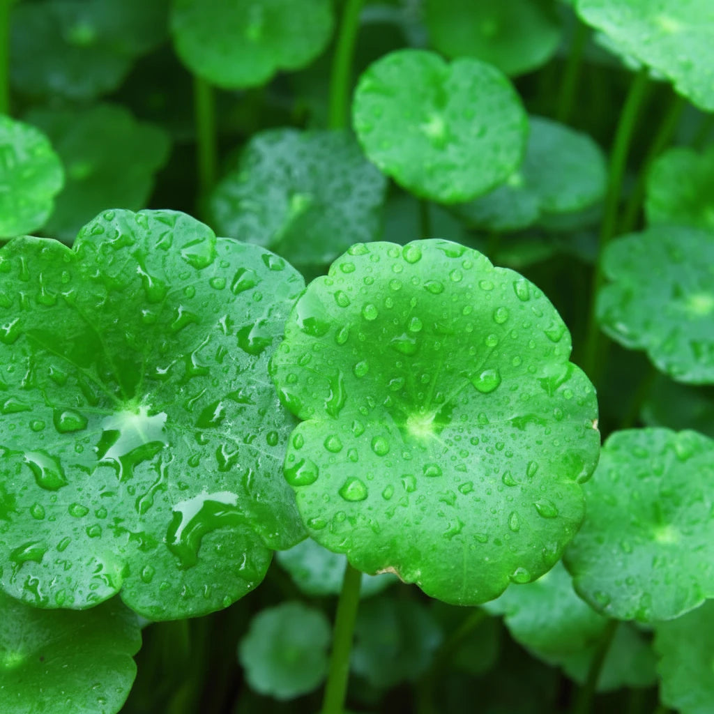 Cica (Centella)