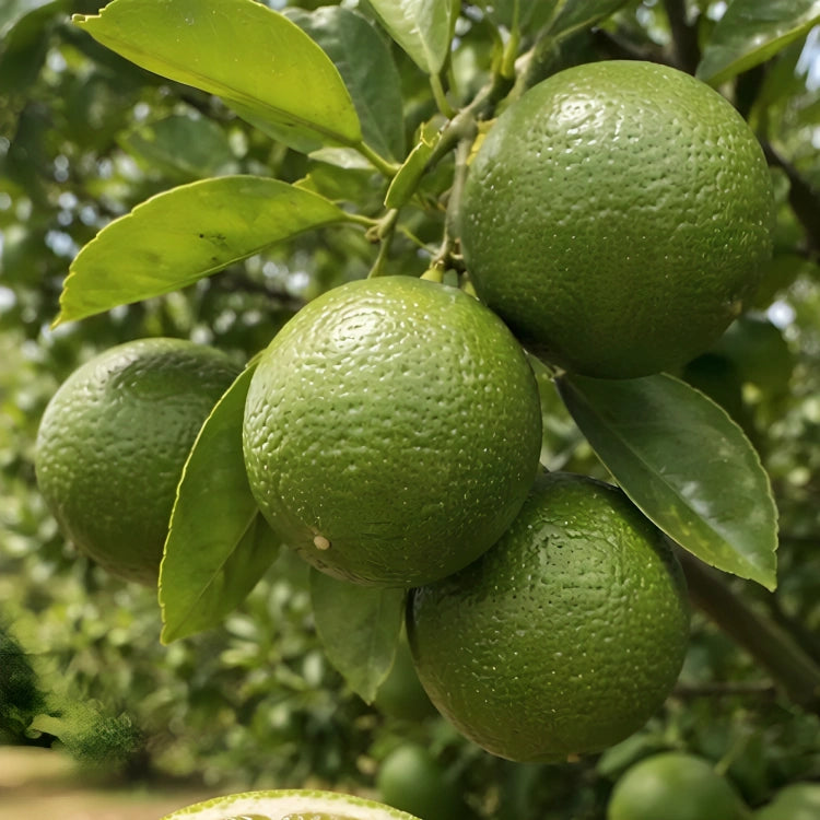 Lime Juice