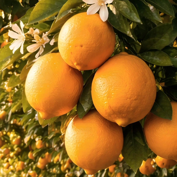 Orange Juice