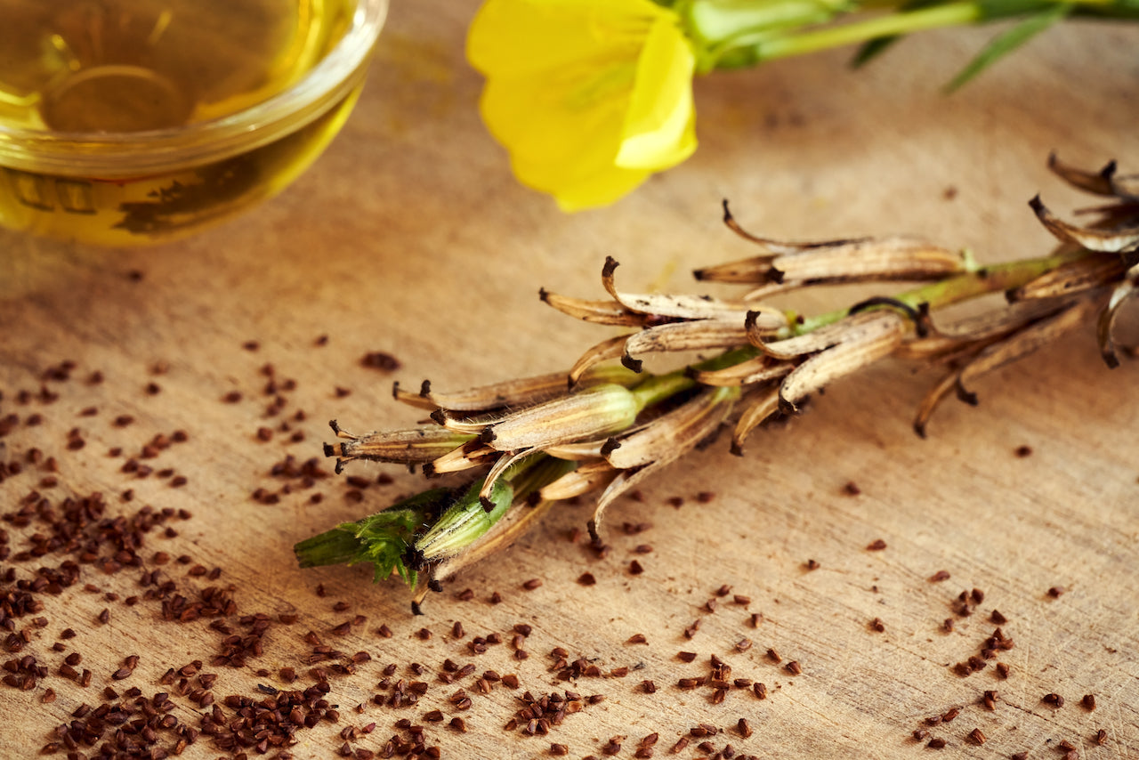 Evening Primrose Seed Extract