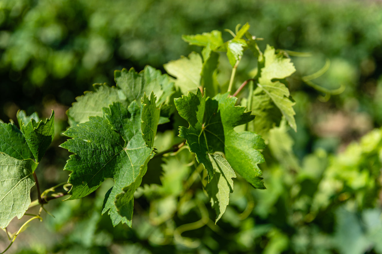 Grape Leaf Extract