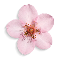 Japanese Sakura Extract