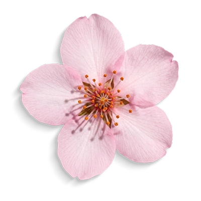 Japanese Sakura Extract