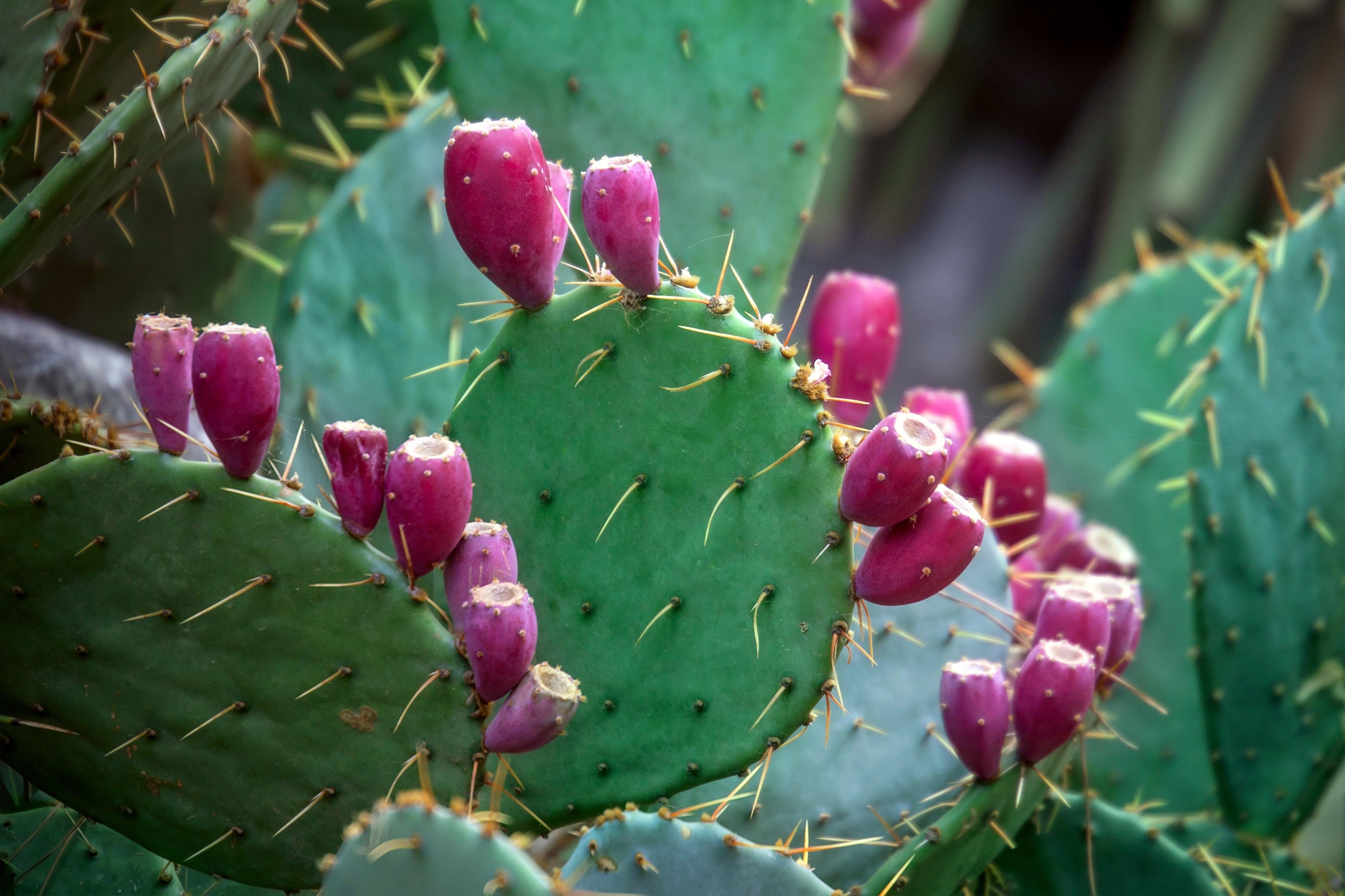 Prickly Pear Extract