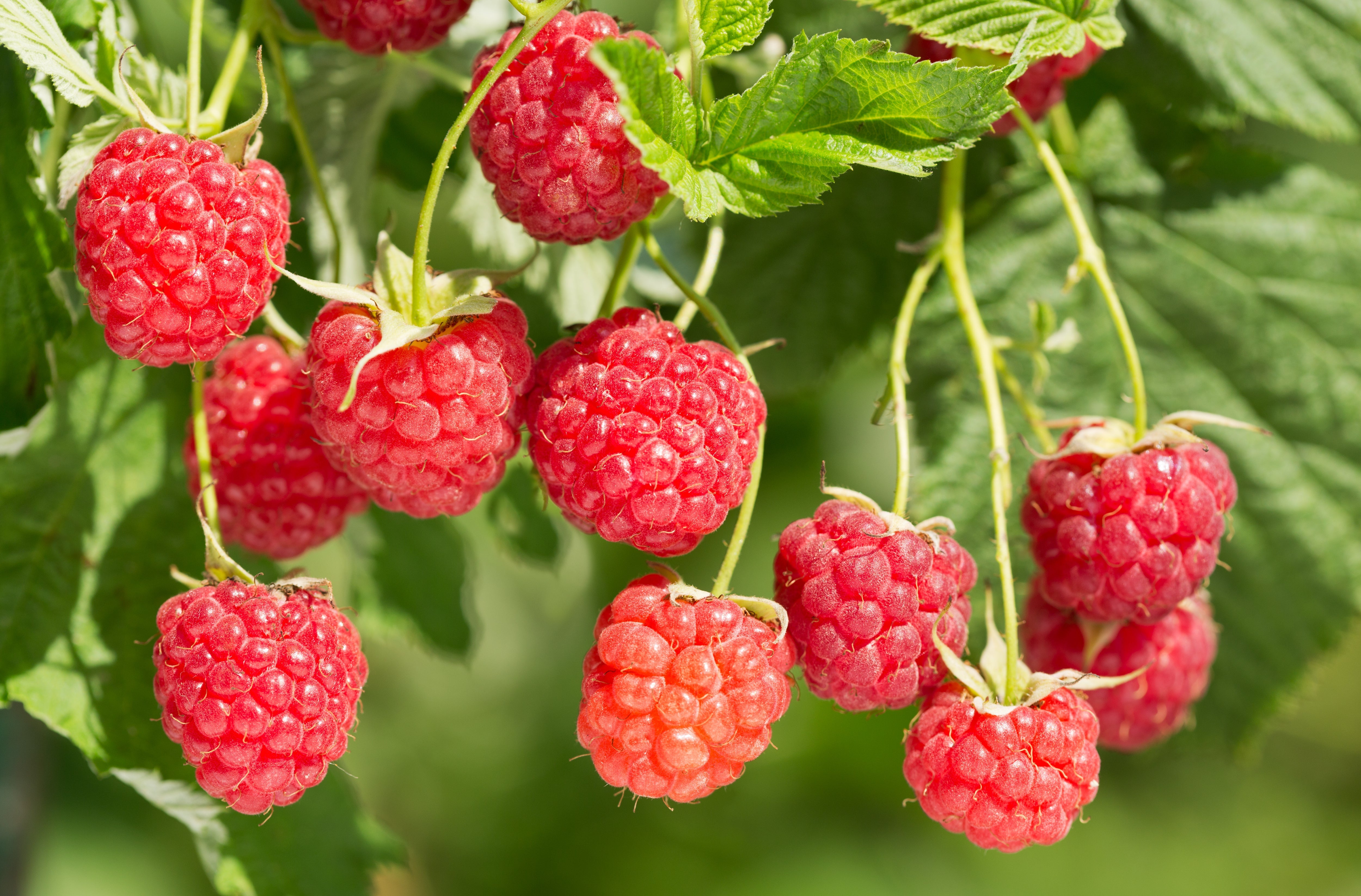 Raspberry Fruit Extract