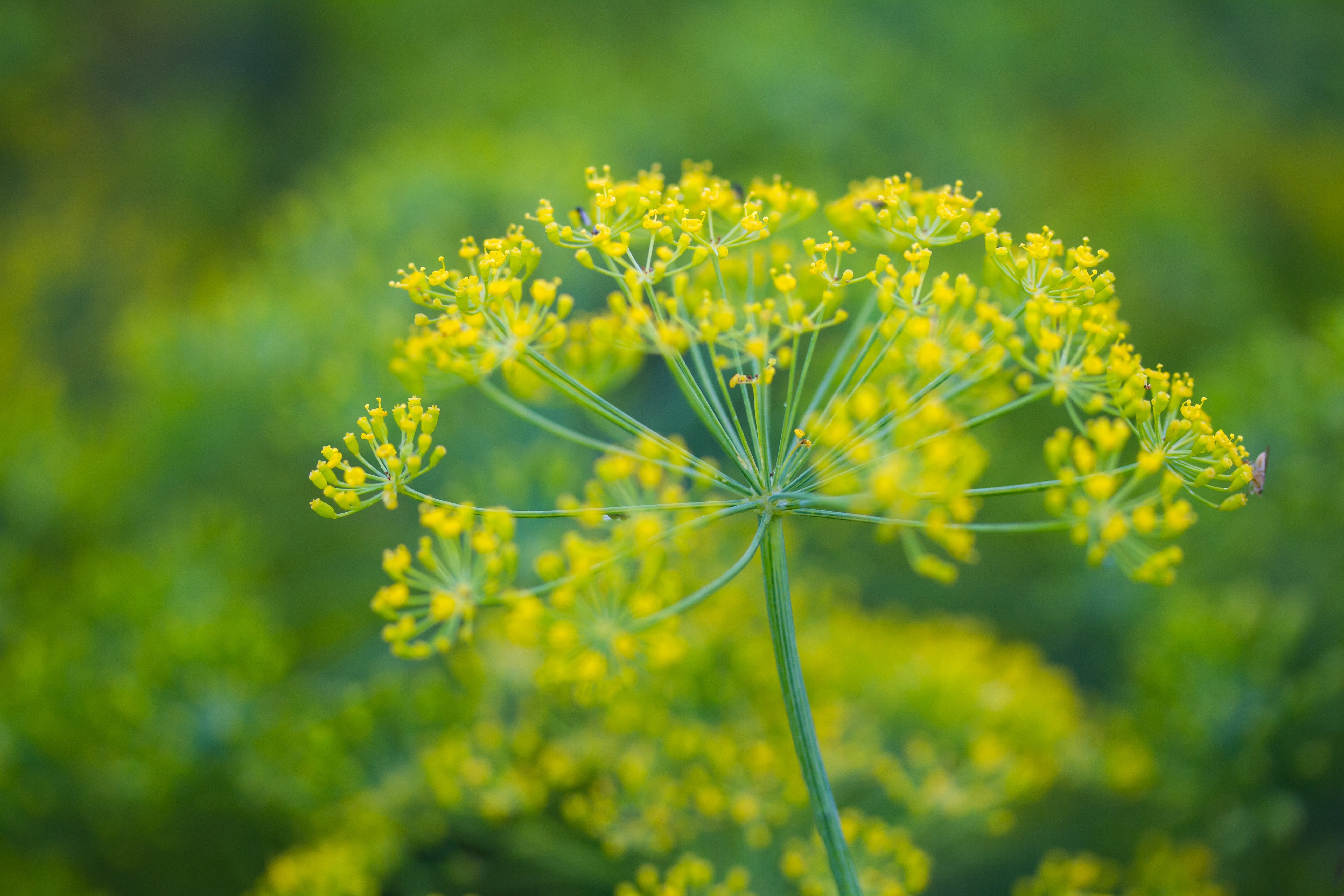 Sea Fennel Plant Stem Cells