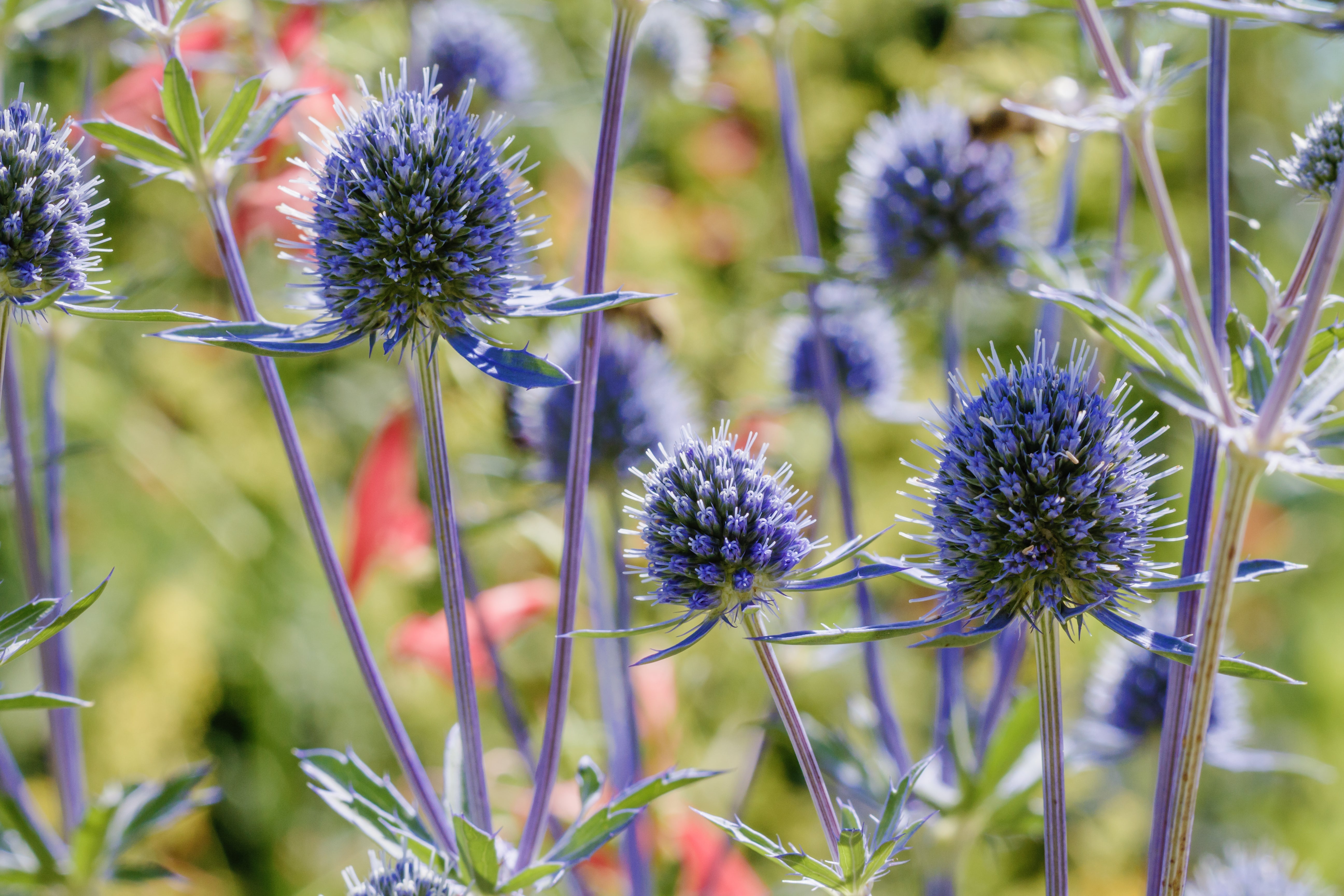 Sea Holly Plant Stem Cells