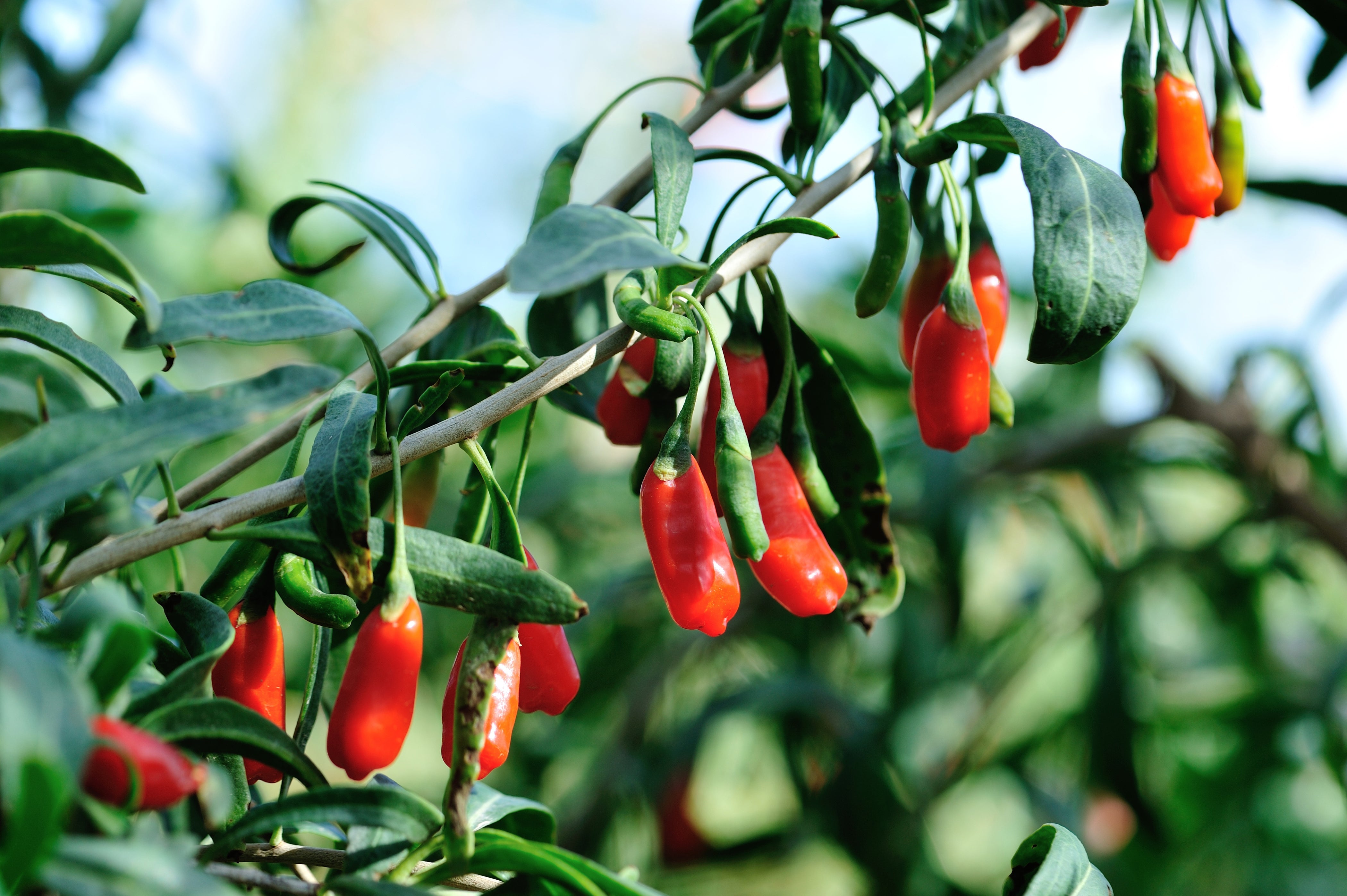 PhytoCellTec™ Goji