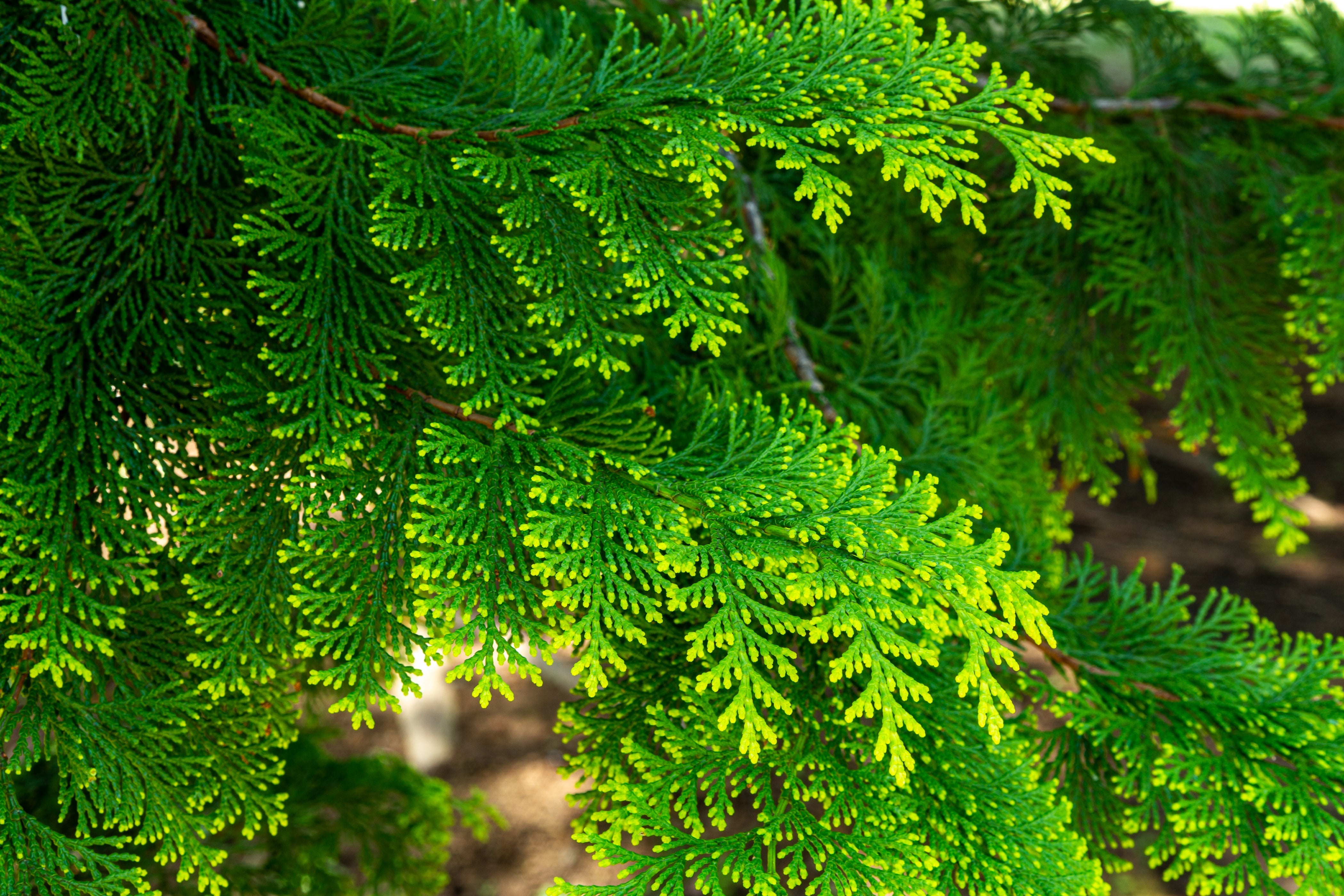 Japanese Hinoki Cypress Oil