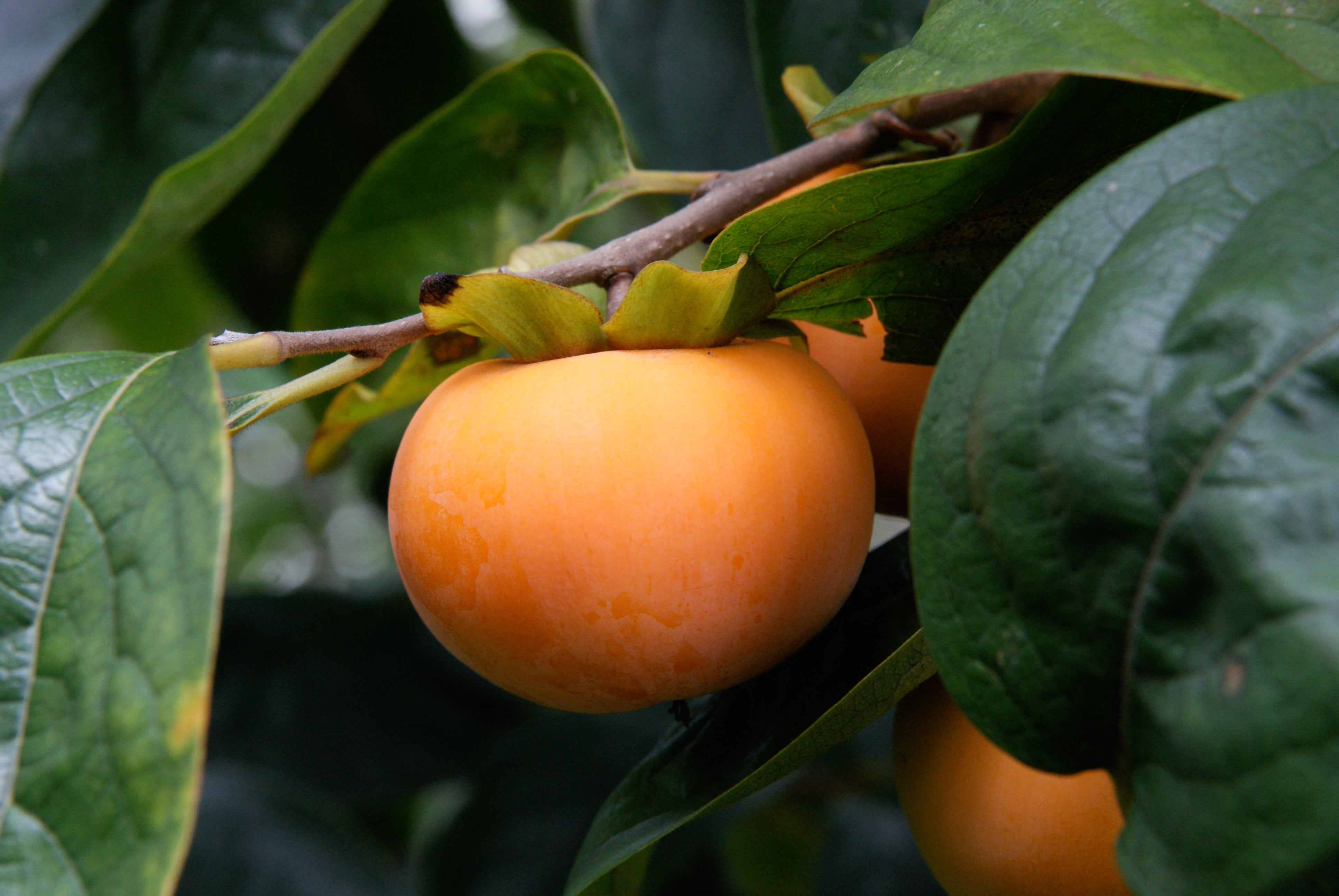 Japanese Kaki Fruit Extract