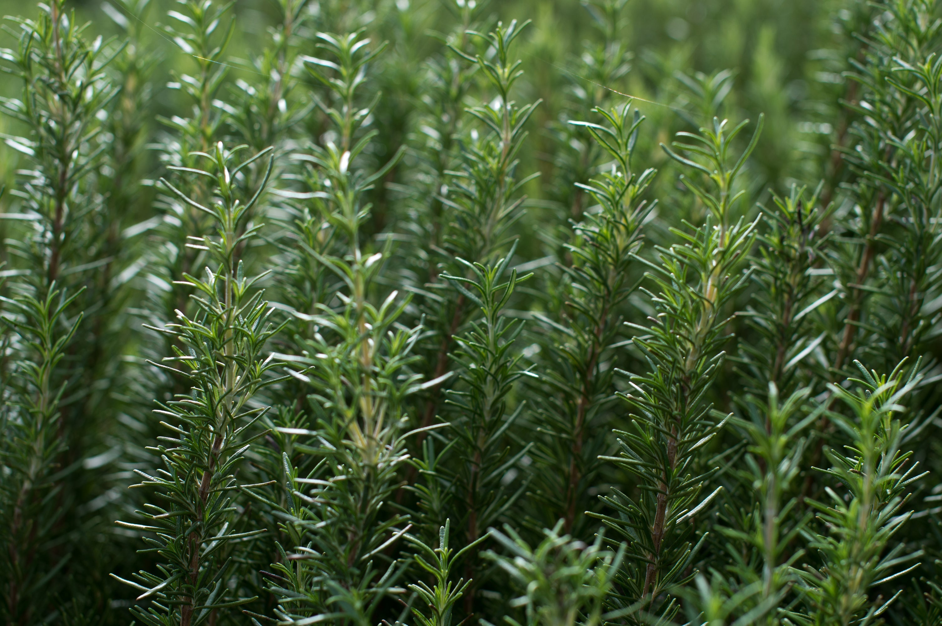 Rosemary Leaf Extract