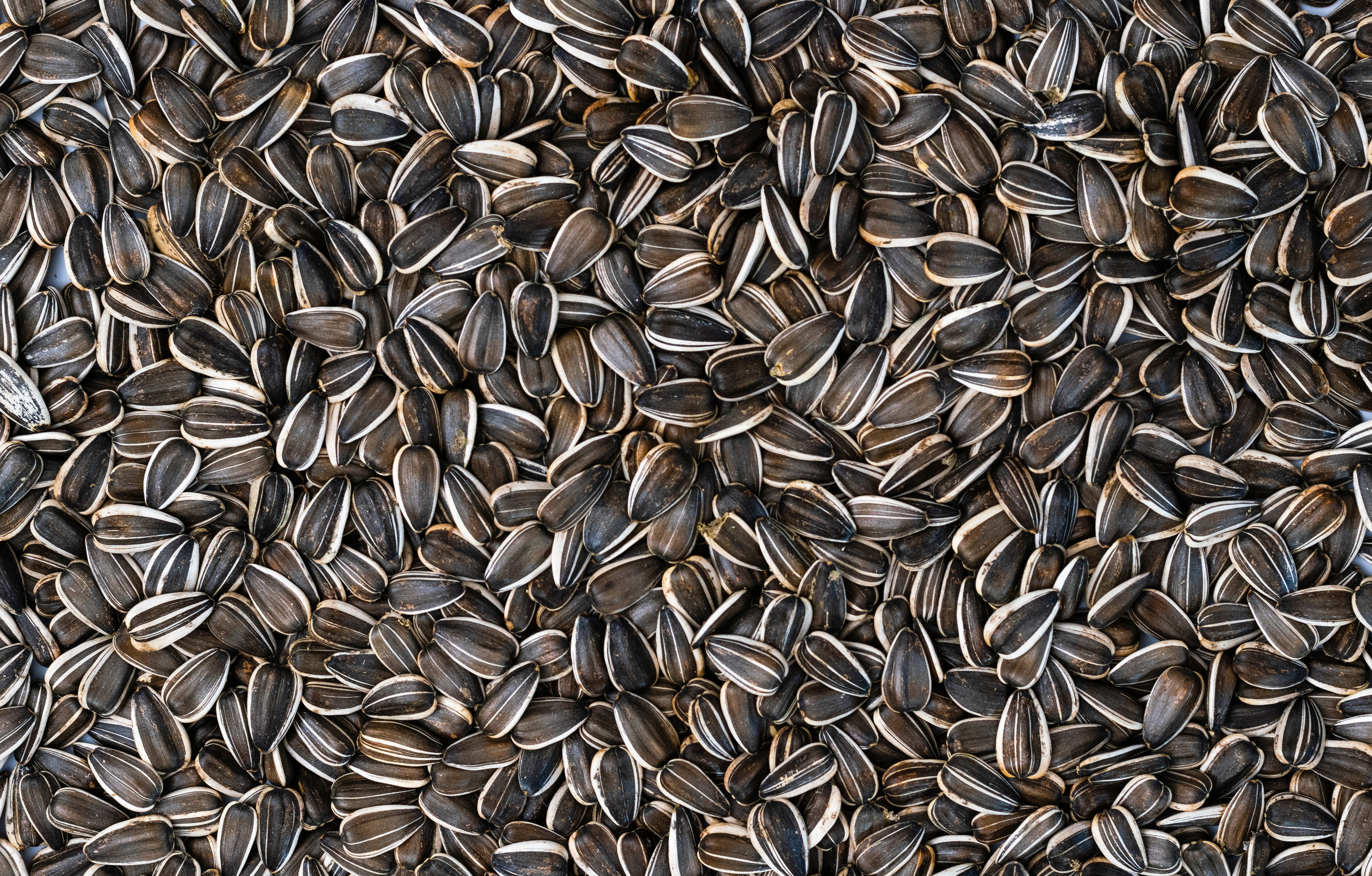 Sun flower Seed Extract